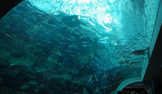 名古屋港水族館を観光！見どころを徹底紹介します！