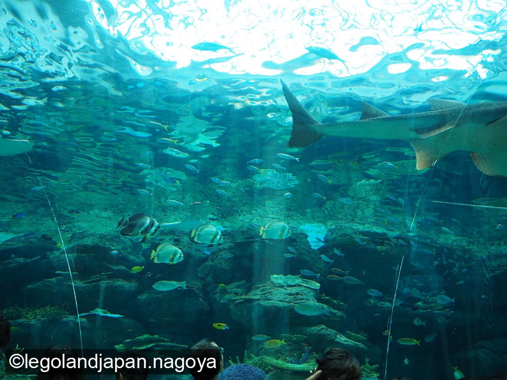 nagoya-aquarium-32