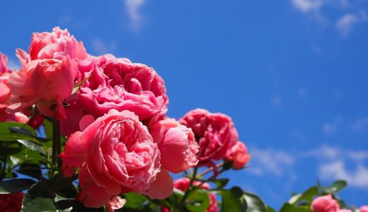 久屋大通庭園フラリエのローズフェスタへ薔薇を見に行こう！