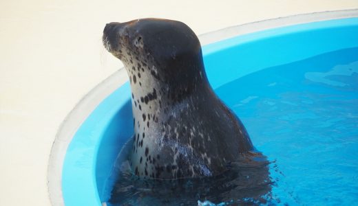 【名古屋港水族館】アザラシがいる「ごまちゃんデッキ」に癒される