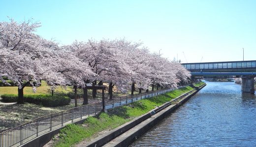 荒子川公園でお花見。桜舞い散る川沿いをフォトウォーク。