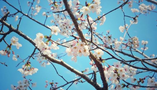 名古屋に咲き誇る桜。お花見スポットまとめ。