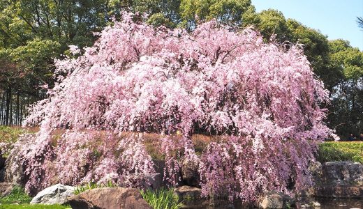 春の白鳥庭園でお花見。白と紅、美しき「しだれ桜」を楽しみに。