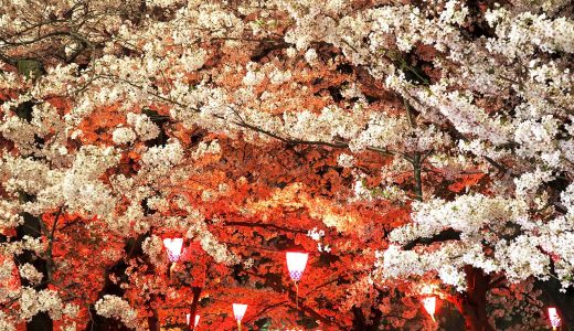 鶴舞公園でお花見。桜とライトアップに酔いしれて