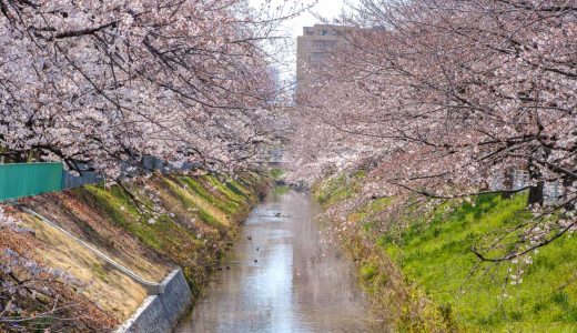 御用水跡街園の桜。黒川沿いを歩きながらお花見