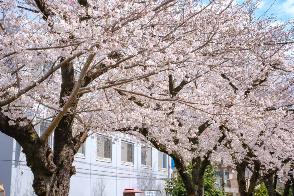 imaike-station-sakura-0-