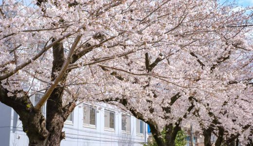 今池駅近く「水道みち緑道」の桜並木へ