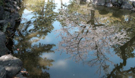 中村公園の桜。無料の美しい庭園でお花見