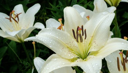 【千種公園】ユリの花が見頃を迎えています