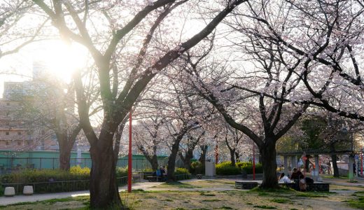 【金山駅】金山公園の桜。電車と一緒に撮れるスポット